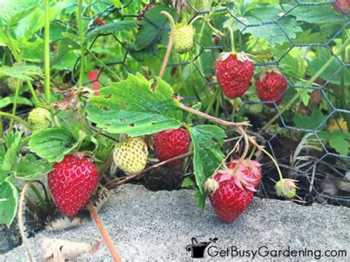 Do Strawberries do well in a greenhouse