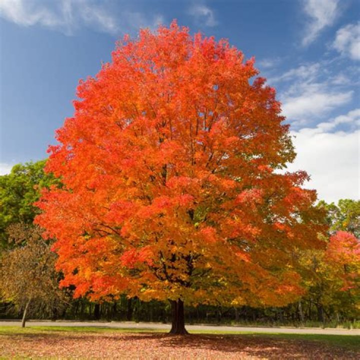 Do sugar maples turn red in the fall