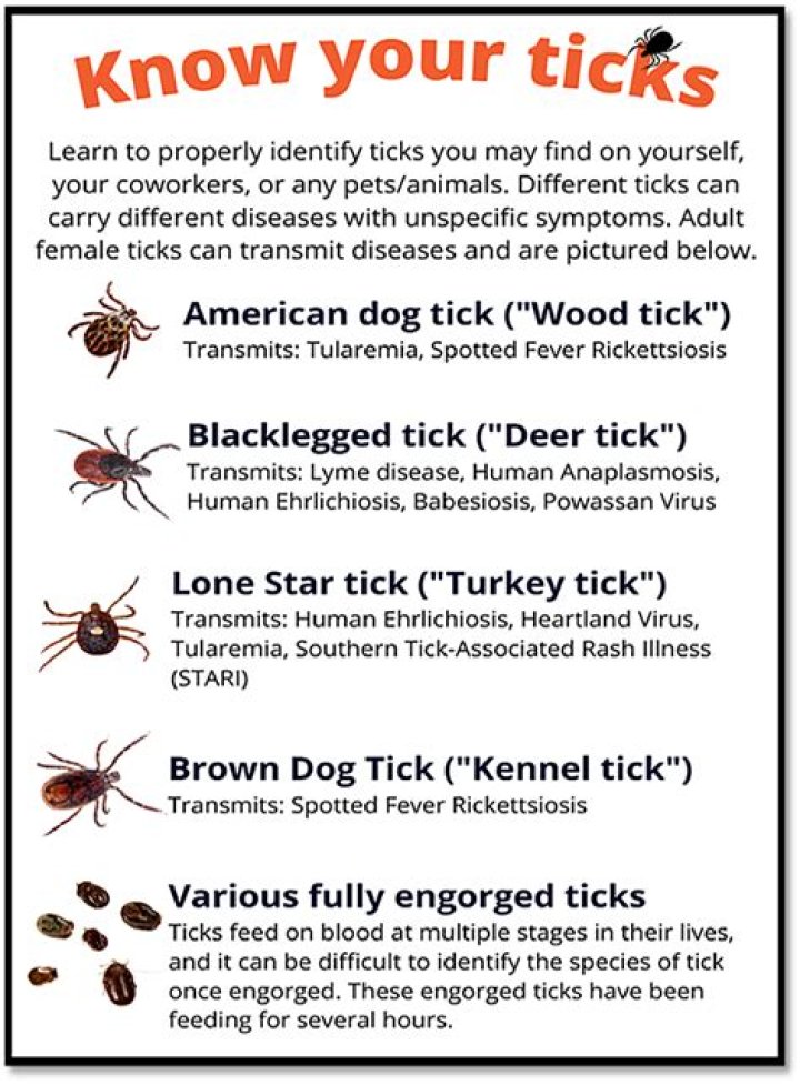 Do Ticks inject poison