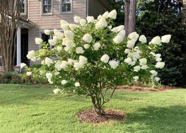Do white hydrangeas like acidic soil