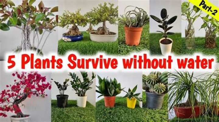 Do you have to water plants in Rust