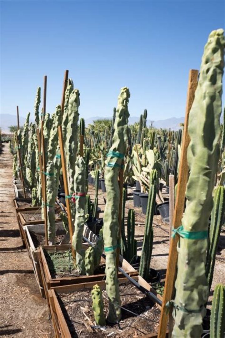 Does cactus need to be refrigerated