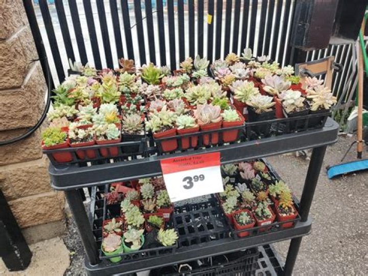 Does Canadian Tire sell succulents