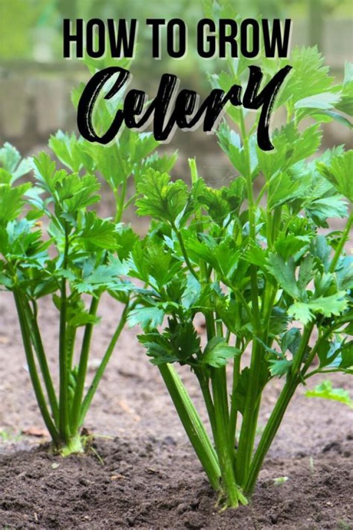 Does celery make you retain water