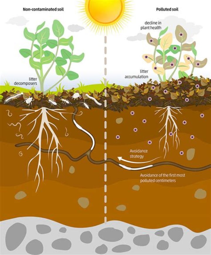 Does contaminated soil affect plant growth