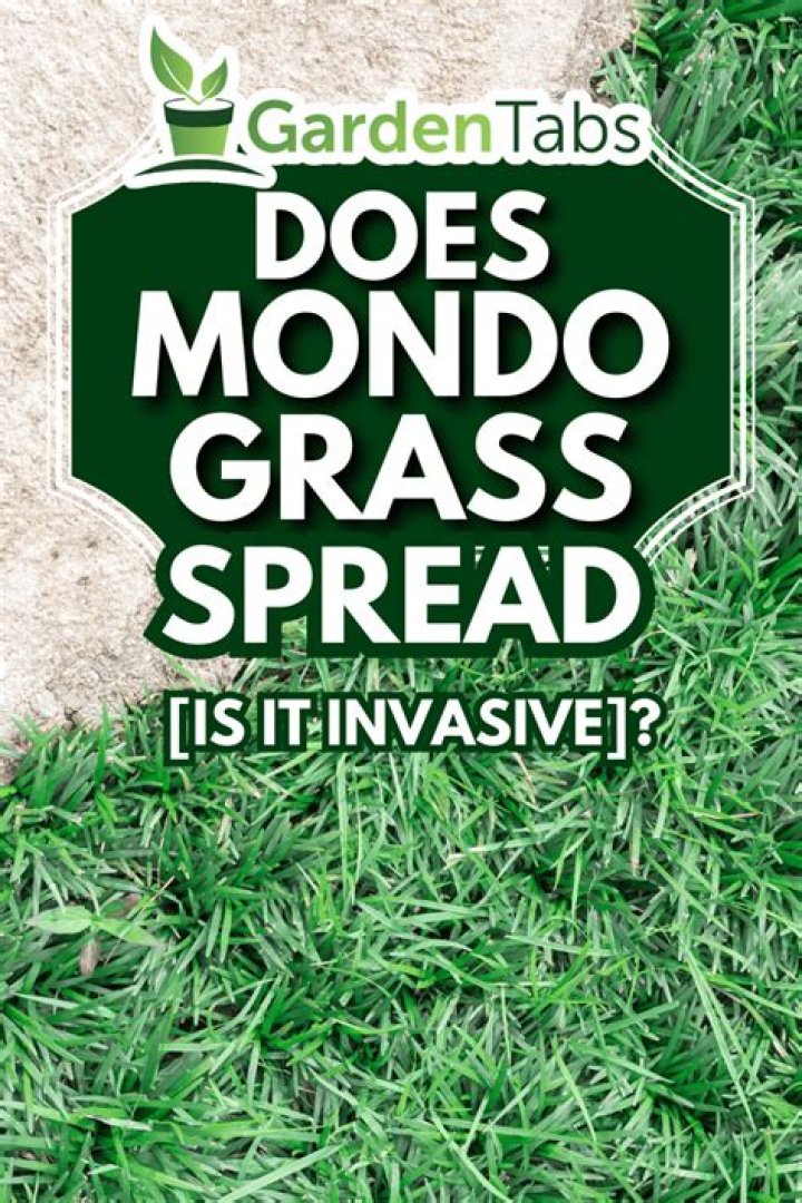 Does dwarf mondo spread