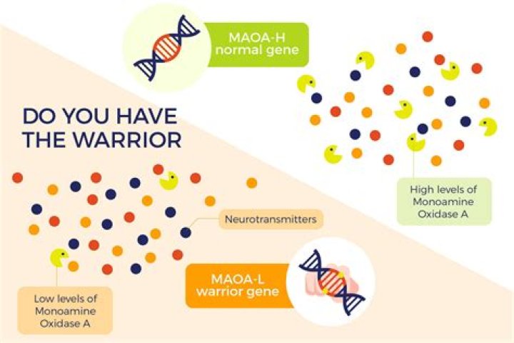 Does everyone have the MAOA gene