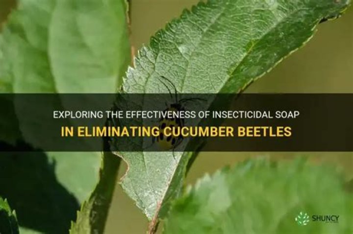 Does insecticidal soap kill cucumber beetles