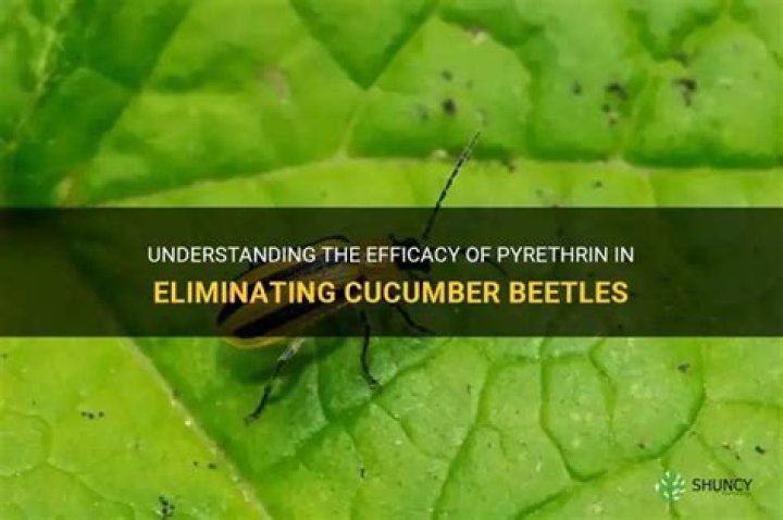 Does pyrethrin kill cucumber beetles