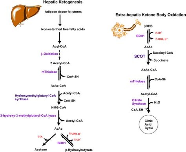 How are ketone bodies synthesized