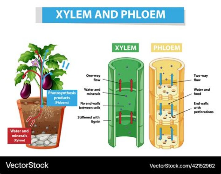 How are xylem and phloem arranged