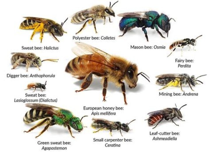 How can I help Florida bees