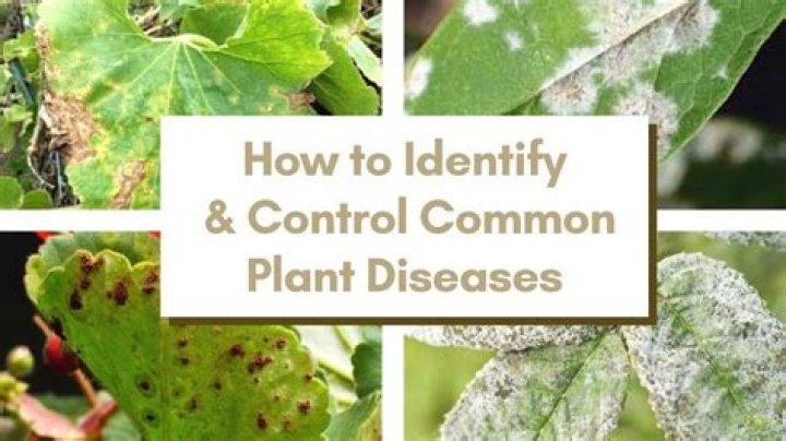 How can we control plant disease