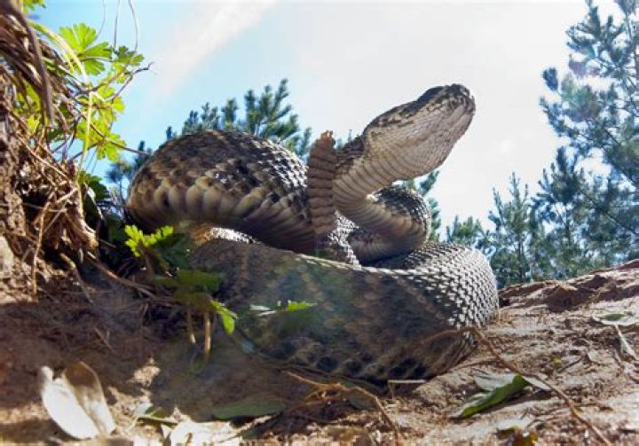 How can you tell if a snake is poisonous in Alabama