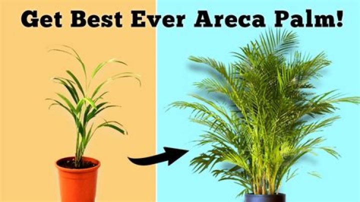 How do areca palms grow