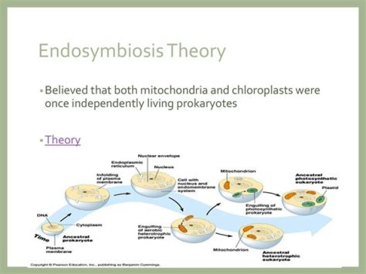 How do chloroplasts support the Endosymbiotic theory