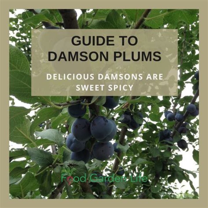 How do Damsons grow