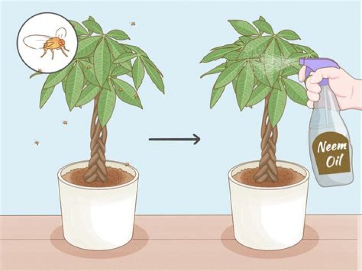 How do I care for Gayfeather