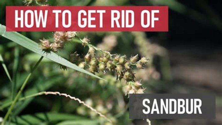 How do I get rid of sand burrs naturally