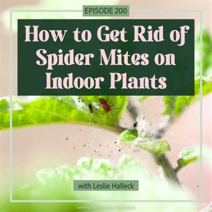 How do I get rid of spider mites on my house naturally