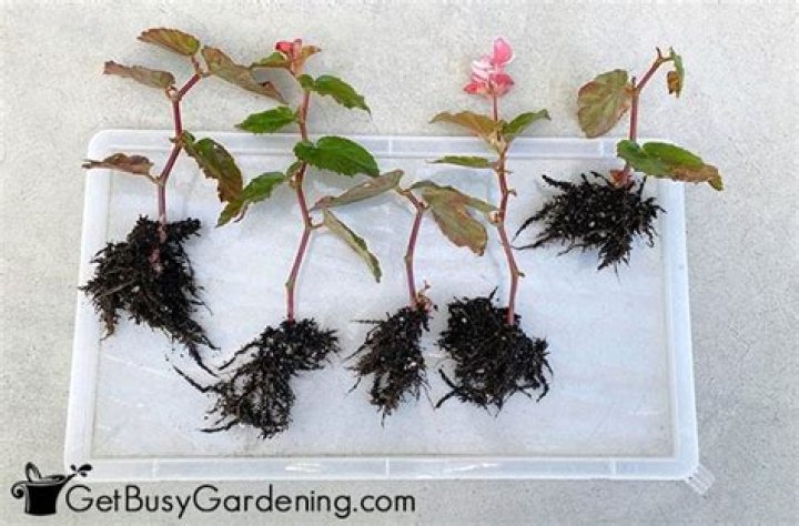 How do I grow begonias bedding