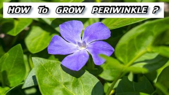 How do I grow periwinkle