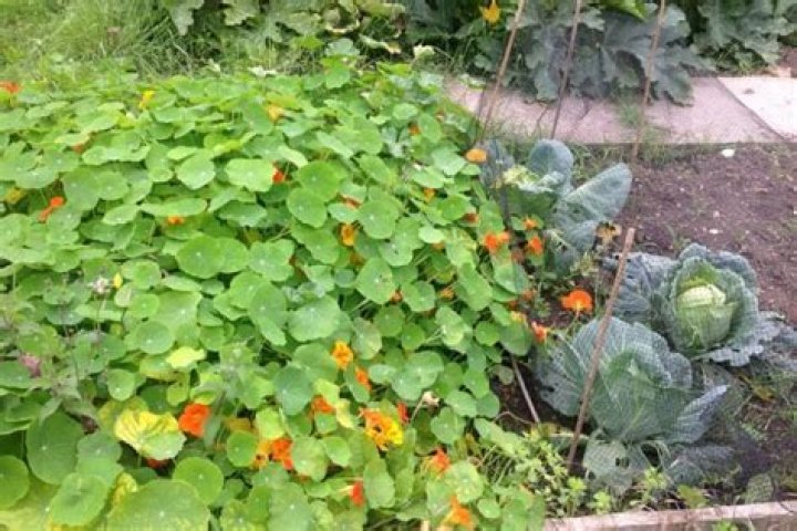 How do nasturtiums grow