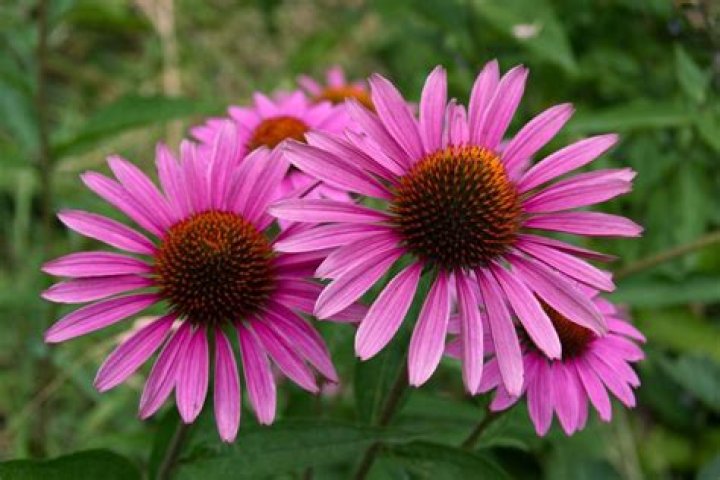 How do purple coneflowers reproduce