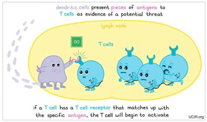 How do T cells remember