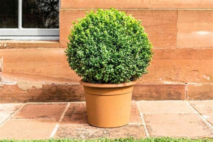 How do you care for a boxwood topiary