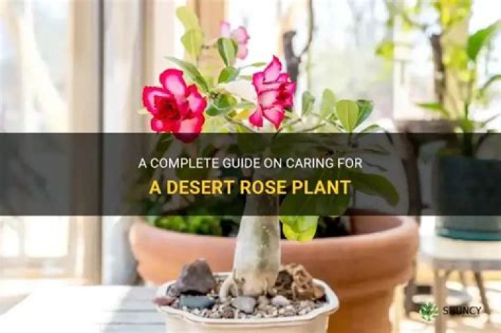 How do you care for a desert rose plant
