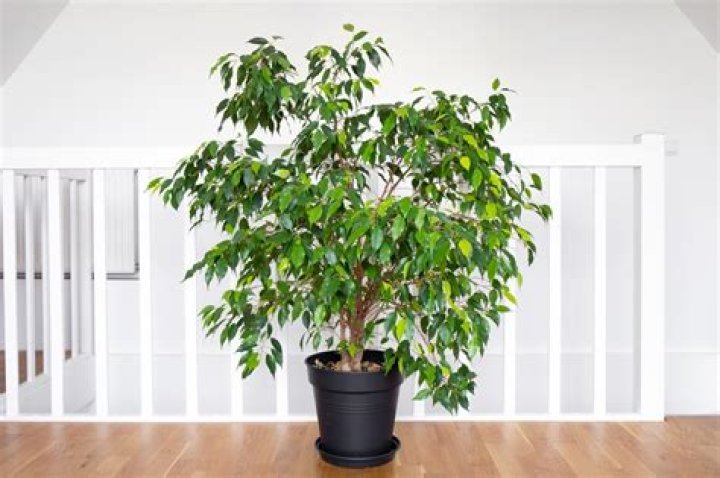 How do you care for a standard ficus tree