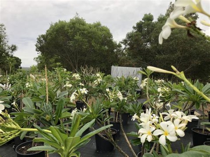 How do you care for potted frangipanis