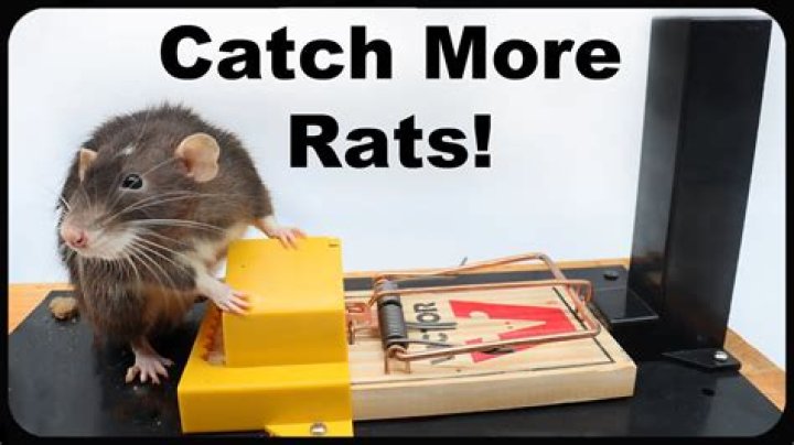 How do you catch a clever rat