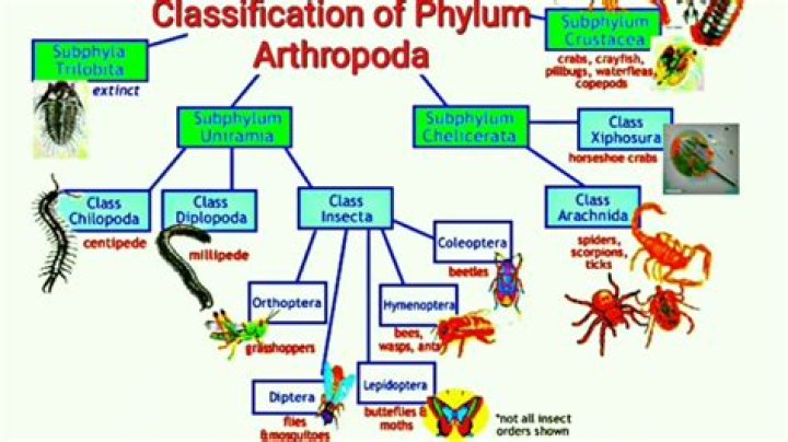 How do you classify arthropods