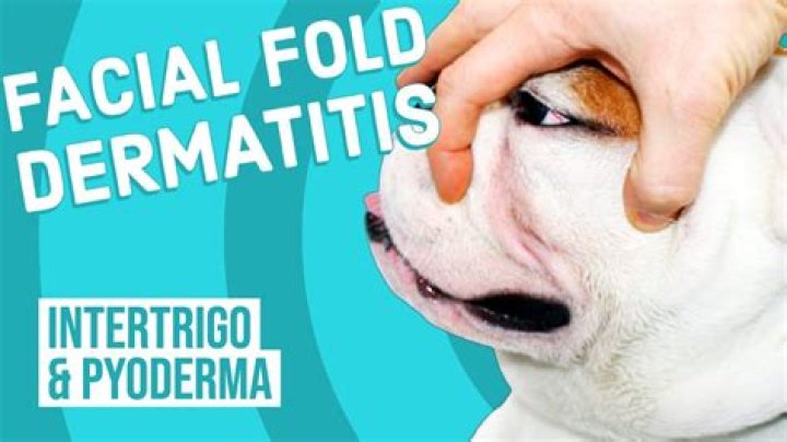 How do you clean dog skin folds