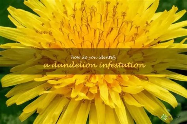 How do you deal with dandelion infestation