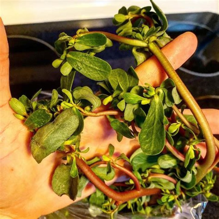 How do you eat purslane