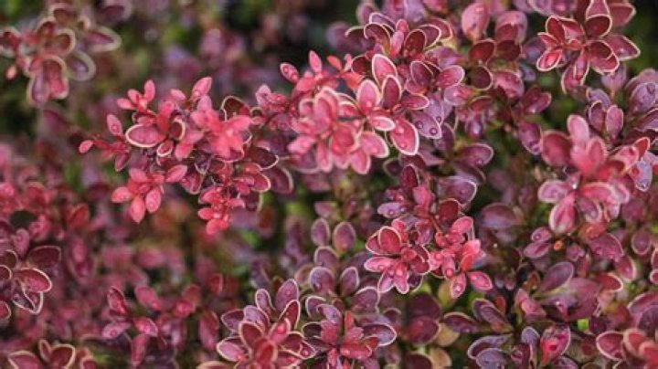 How do you get rid of Japanese barberry bushes
