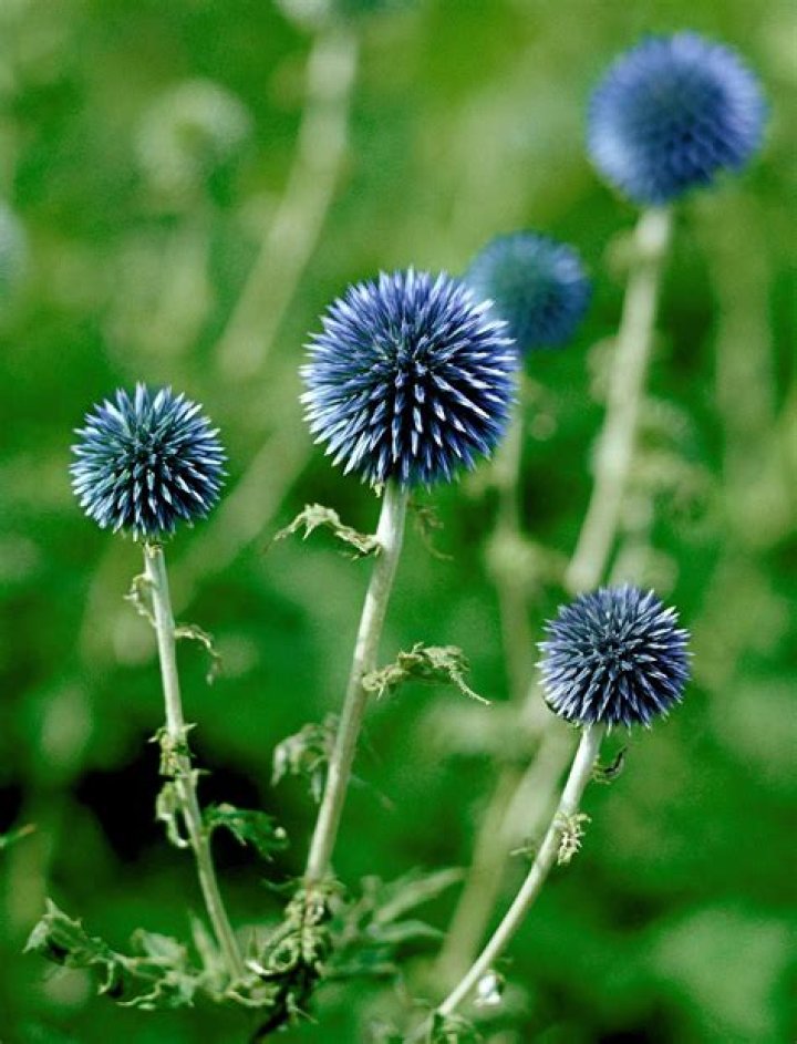How do you grow a globe thistle