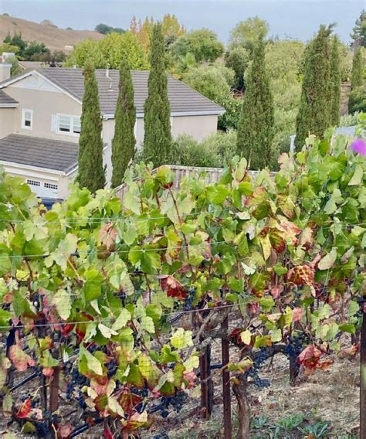 How do you grow a vineyard in your backyard