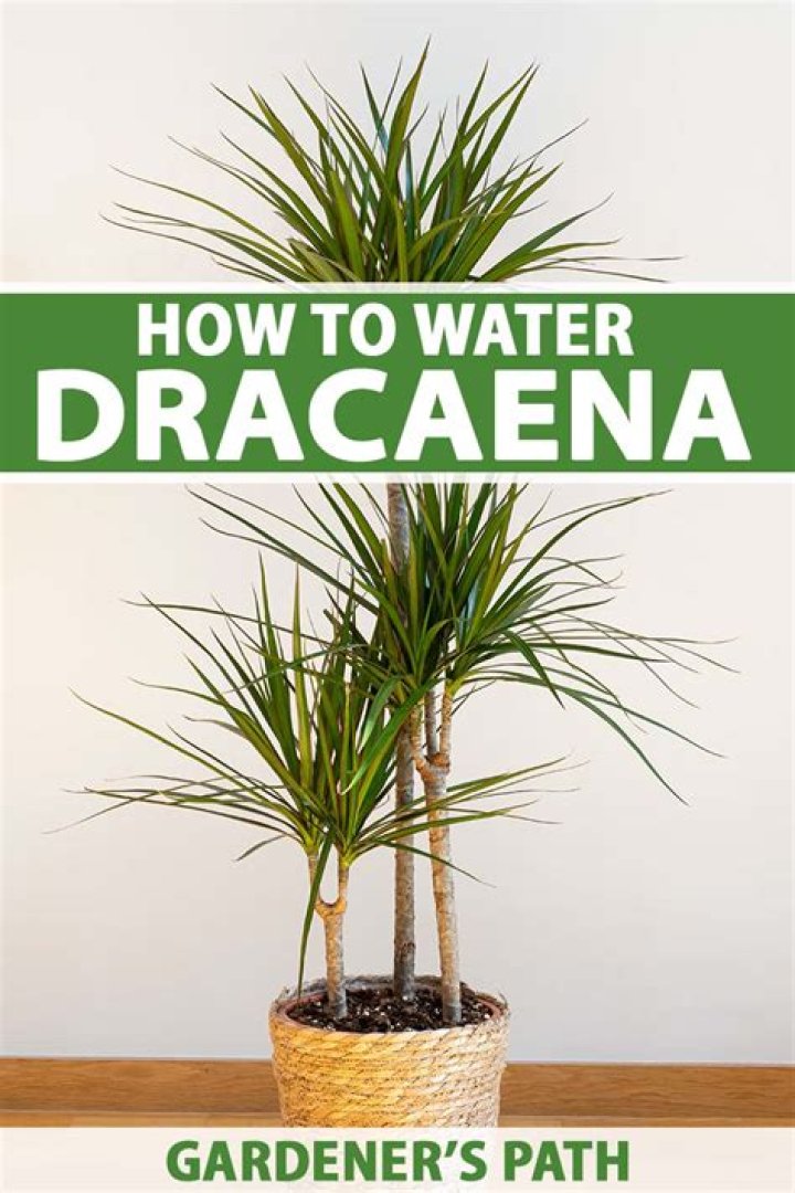 How do you grow Dracaena Draco
