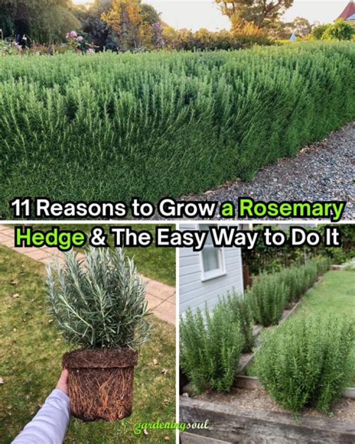 How do you grow rosemary hedge UK