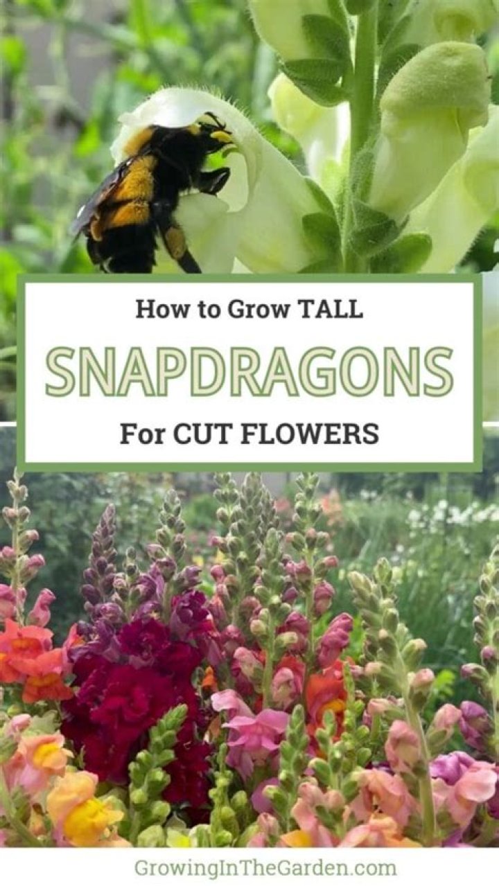 How do you grow snapdragons