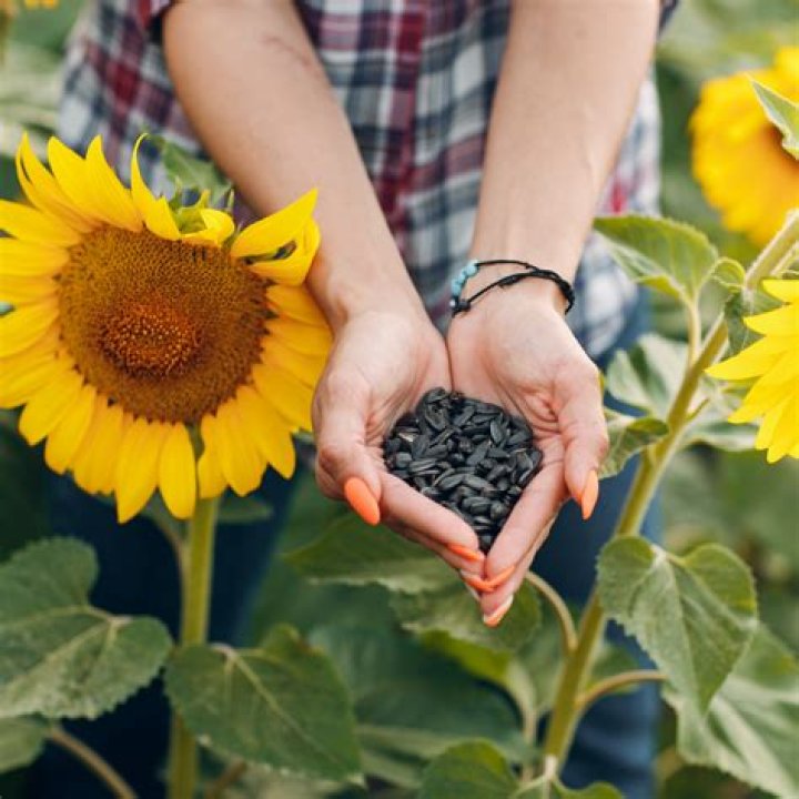 How do you harvest sunflower seeds for planting