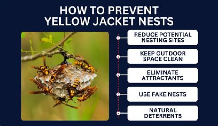 How do you kill a yellow jacket nest naturally