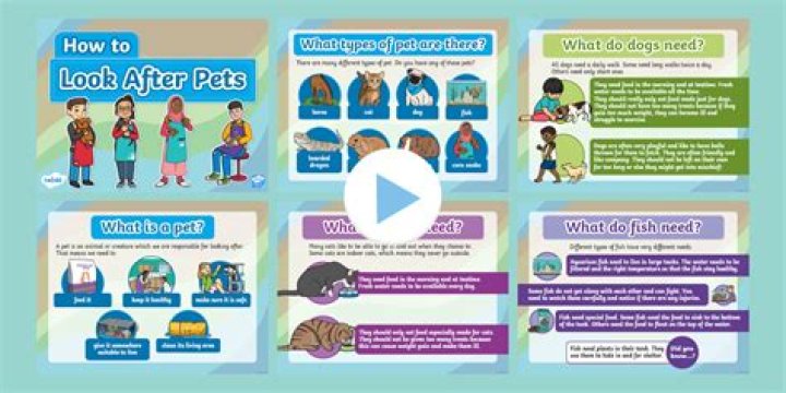 How do you look after rhipsalis