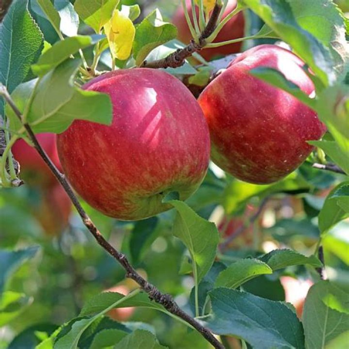 How do you plant a Jonathan apple tree