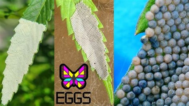 How do you raise luna moth eggs