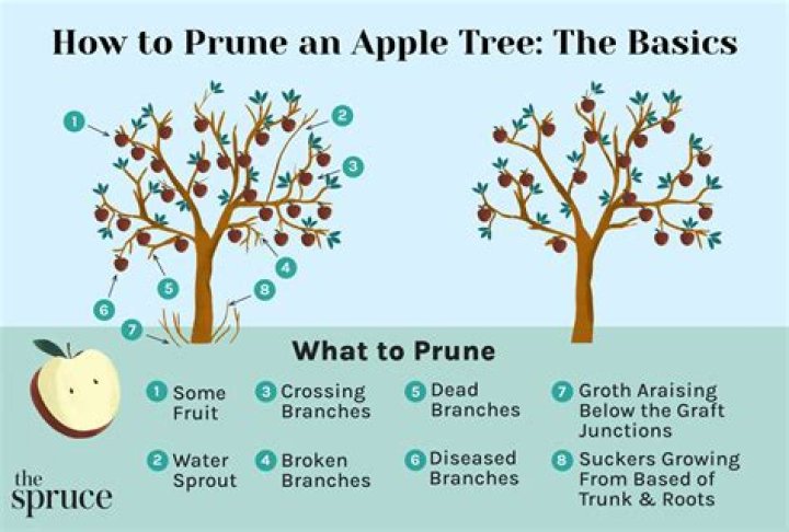 How do you shorten an apple tree